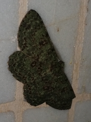 Ophthalmitis herbidaria