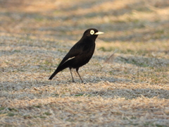 Hymenops perspicillatus