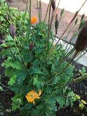 Papaver cambricum
