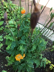 Papaver cambricum