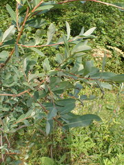Salix kochiana