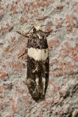 Recurvaria leucatella