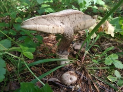 Leccinum percandidum