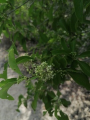 Salpianthus purpurascens