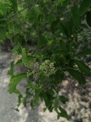 Salpianthus purpurascens