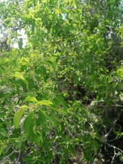 Salpianthus purpurascens