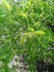 Salpianthus purpurascens