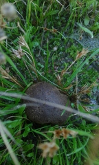 Lycoperdaceae