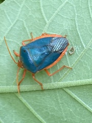 Edessa rufomarginata