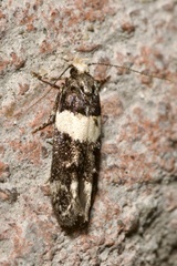 Recurvaria leucatella