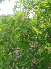 Salpianthus purpurascens