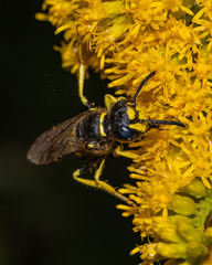 Philanthus solivagus