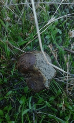 Lycoperdaceae