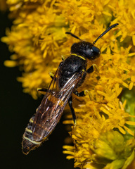Philanthus solivagus