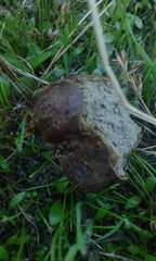 Lycoperdaceae