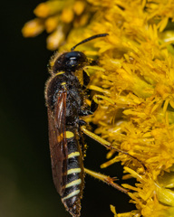 Philanthus solivagus