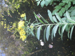 Senecio sarracenicus