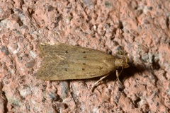 Helcystogramma lutatella