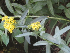 Senecio sarracenicus