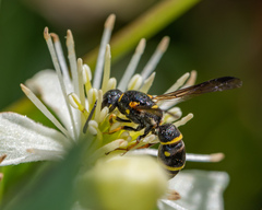 Parancistrocerus pedestris