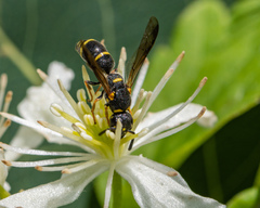 Parancistrocerus pedestris