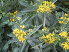 Senecio sarracenicus