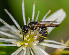 Parancistrocerus pedestris