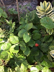 Fragaria vesca
