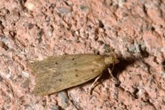 Helcystogramma lutatella