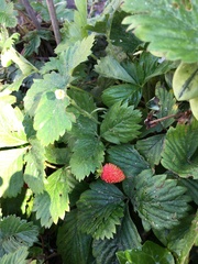 Fragaria vesca