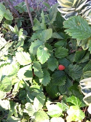 Fragaria vesca
