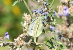 Pieris rapae