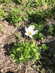 Anemonoides sylvestris