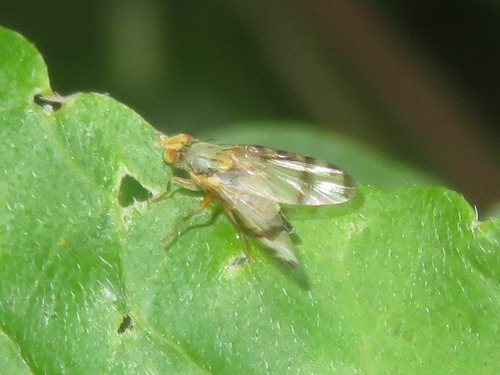 Ragwort Fly, Loosduinen, Den Haag, Nederland, photo 7 of 10