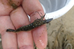 Penaeus semisulcatus