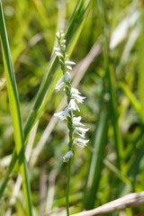 Spiranthes lacera