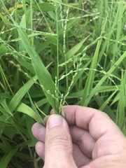 Urochloa ramosa