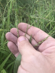 Urochloa ramosa
