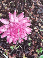 Hyobanche thinophila