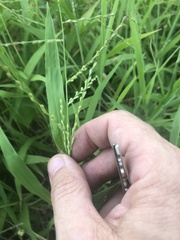 Urochloa ramosa