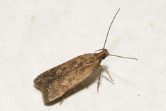 Helcystogramma triannulella