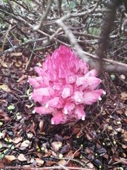 Hyobanche thinophila