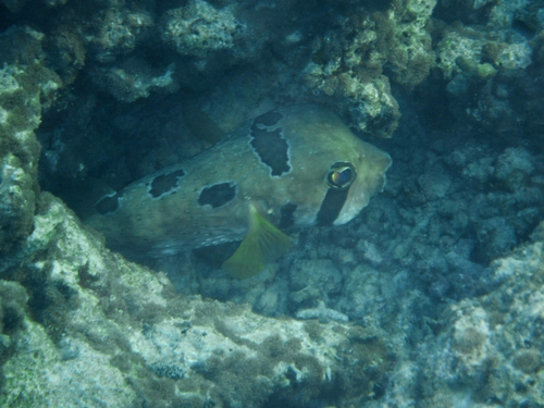 Blackblotched Porcupinefish — seen at this dive site