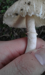 Leucoagaricus