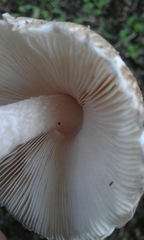 Leucoagaricus