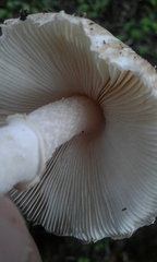 Leucoagaricus