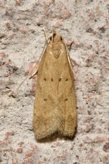 Helcystogramma lutatella