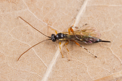 Itoplectis alternans