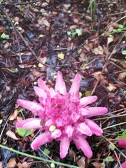 Hyobanche thinophila