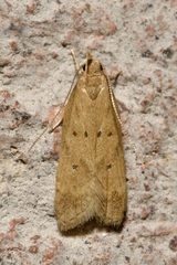 Helcystogramma lutatella